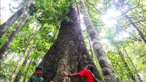 DPR: Ketika Negara Kembali Kuasai Hutan, Pemerintahan Prabowo Tunjukan Kemauan Benahi Kekeliruan Lama