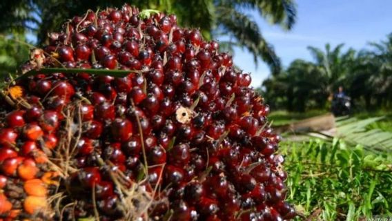 The Price Of Palm Oil FFB Independent Farmers In Riau Drops 1.73 Percent