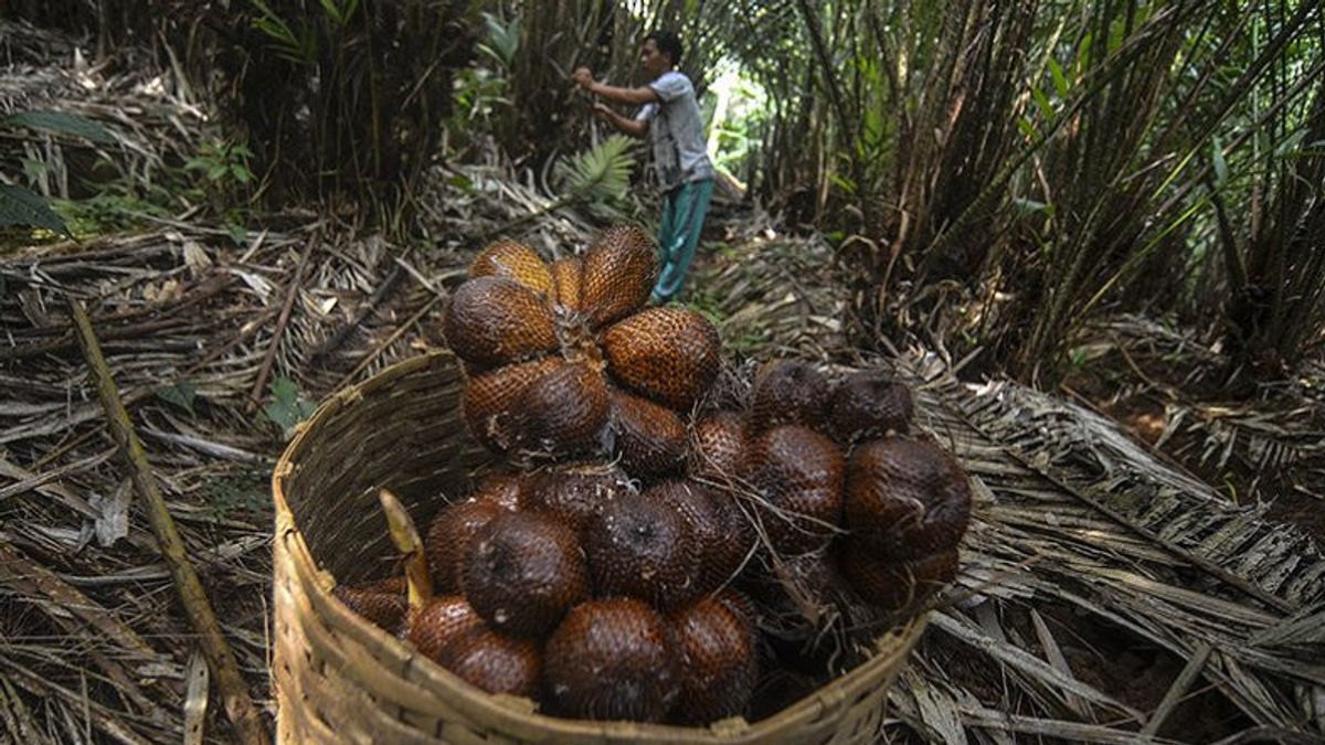 China Is Attracted To Organic Salak Nglumut On The Slopes Of Mount Merapi