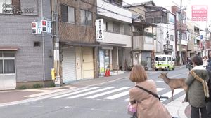 Sempat Berkeliaran di Jalan Raya Osaka, Seekor Rusa Jantan Berhasil Dievakuasi ke Kawasan Perkemahan