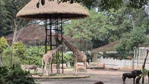 Kemenhut Bakal Bantu Pengurus Kosongkan Bandung Zoo Buntut Instruksi Pemkot