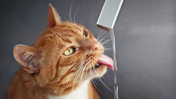 Seberapa Kecukupan Kucing Dewasa Butuh Minum dalam Sehari? Ahli Memberi Penjelasan