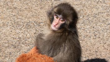 US Tourist Jumps into Cage, Viral Monkey in Japan Now Strictly Protected