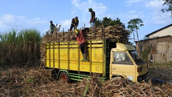 Asosisasi Petani Tebu Rakyat Sebut Perpres Percepatan Swasembada Gula Berpotensi Buka Keran Impor dan Monopoli BUMN