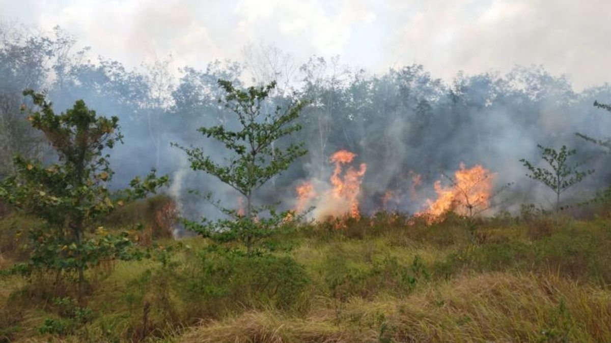 Damkar Padamkan Kebakaran Lahan PTPN 7 Lampung