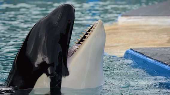 50 Tahun Berada di Tanki Akuarium, Paus Pembunuh Lolita Menanti Dilepasliarkan