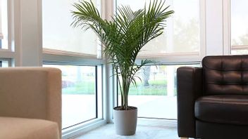 6 types de palmiers à huile qui peuvent faire des plantes ornementales dans les espaces