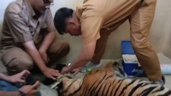 Harimau Sumatera Mati Terjerat di Pasaman Sumbar