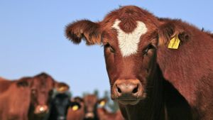 Ada Kasus Sapi Gila di Brasil, Importir China Tetap Beli Daging dari Negeri Samba