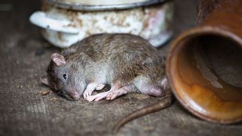تعافى 8 من سكان سيلانداك المشتبه في تعرضهم لفيروس الفئران ، ولم تصدر وزارة الصحة نتائج الفحص المخبري