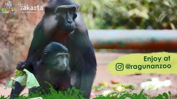 TM Ragunan Optimise Le Tourisme Virtuel Pour Guérir Le Désir Des Gens Pour Divers Animaux