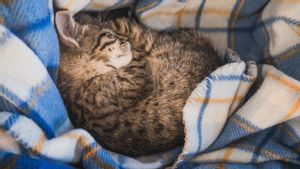 Kucing Tidur Meringkuk Apakah Kedinginan? Kenali Tanda Anabul Perlu Kehangatan
