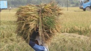 Panen Beras dari Lahan Sitaan Benny Tjokro Bisa Capai Rp51,48 Miliar per Tahun