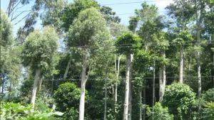 CFD Discourse In Forest Areas, Bangka Regency Government Hopes Residents Are Comfortable For Sport