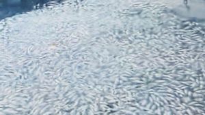 Ikan Danau Maninjau Mati Capai 8 Ton Dampak Hujan dan Angin Kencang