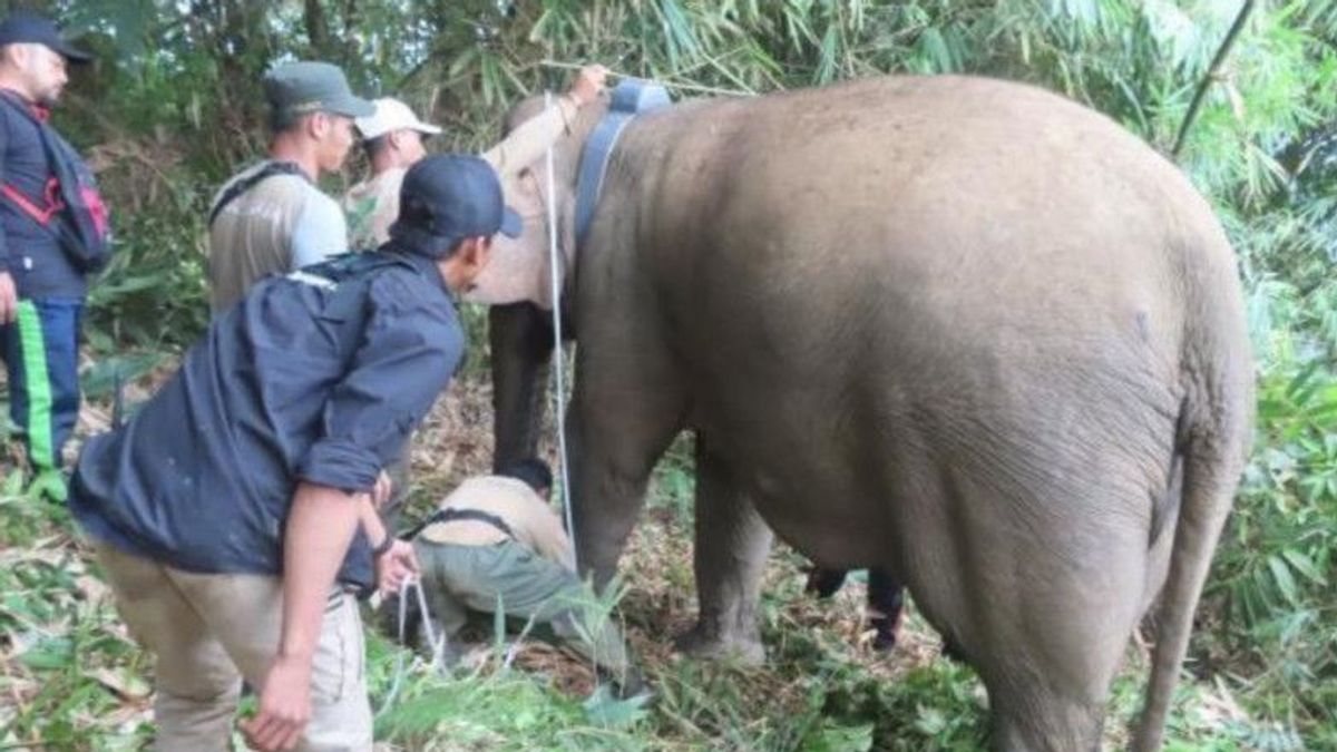 GPS Collar Pelacak Posisi Sudah Terpasang pada Kawanan Gajah Liar di Lampung Barat