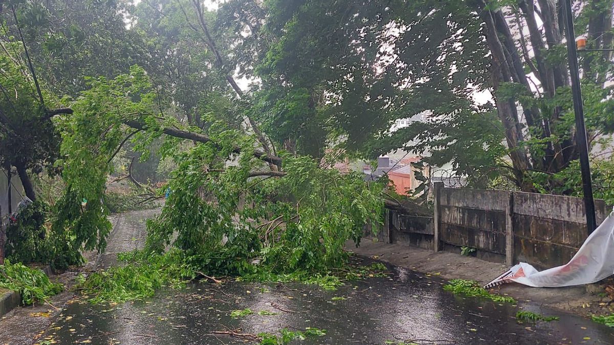 ジャカルタの土曜日の夜の大雨、7本の倒木が家を車に打ち負かしました