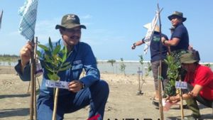 PT Timah Menanam 34.050 Batang Manggrove untuk Melestarikan Lingkungan Pesisir di Babel