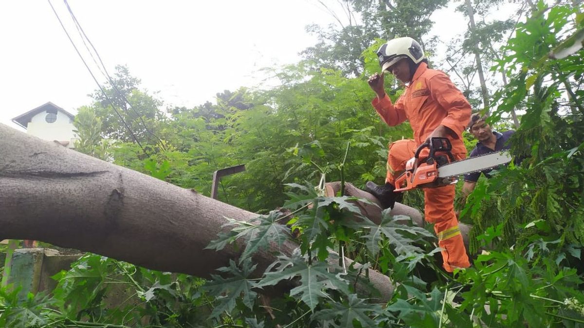 Warga Jakarta Bisa Klaim Asuransi Terdampak Pohon Tumbang Gratis, Begini Caranya