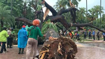 ジャカルタでは過去9日間に25本の木が倒れました