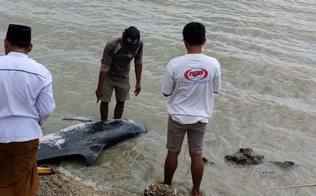 Penanganan Paus Pilot Terdampar di Pantai Madura yang Dilakukan Kementerian LHK