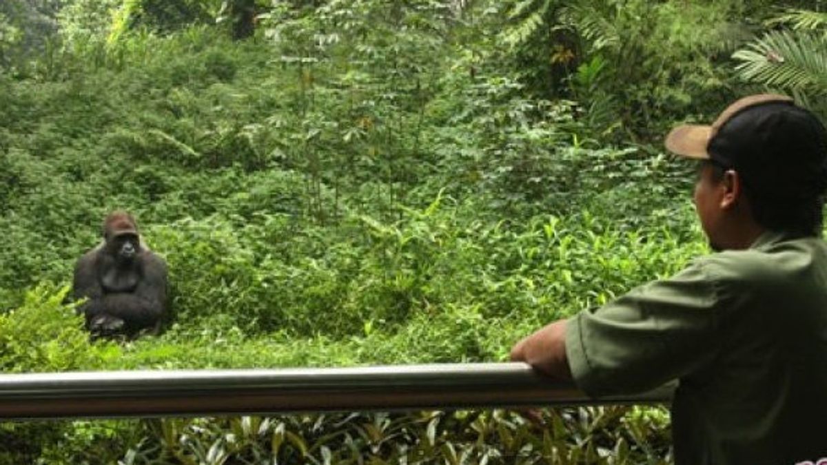Taman Margasatwa Ragunan Hadirkan Atraksi Gorila di Hari Natal 2022
