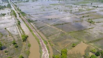 悪いニュース、作物の失敗で脅かされた沖南スマトラ州の田んぼの2,773ヘクタール