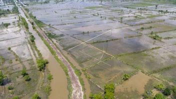 Mauvaise Nouvelle, 2 773 Hectares De Rizières Dans La Régence D’OKI Sumatra Sud Menacés De Mauvaises Récoltes