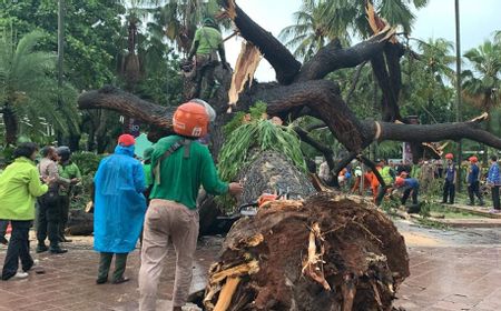 25 Pohon di Jakarta Tumbang Selama 9 Hari Terakhir