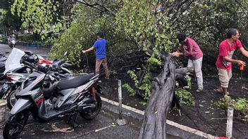大雨の際に倒壊しやすく、DKI州政府は古い木を伐採するよう求められています
