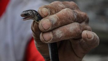 10 Ekor Anak Ular Kobra Dievakuasi, Petugas Damkar: Oktober-November Musim Ular Bertelur dan Menetas, Waspada