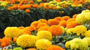 Selain Mempercantik Pekarangan Rumah, Berikut Manfaat dari Bunga Marigold