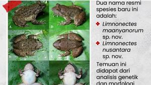 Dua Spesies Katak Bertaring Ditemukan di Kalimantan