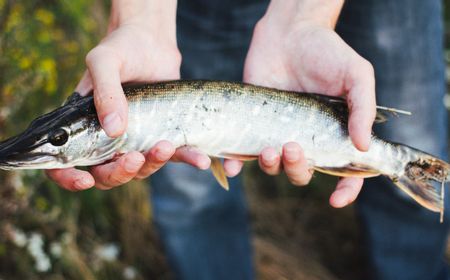 Ingat! Efek Samping Ikan Gabus Jika Dikonsumsi Berlebihan