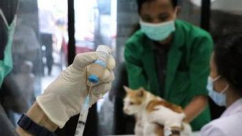 Pet Animal Bites Including The Cause Of 75 Rabies Cases In Rejang Lebong Throughout 2023