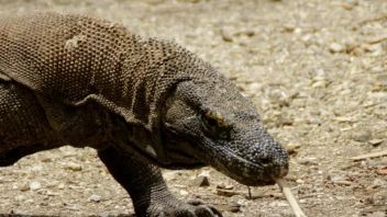 DPR Asks KLHK To Review Proposed Increase In Komodo National Park Tourism Rates