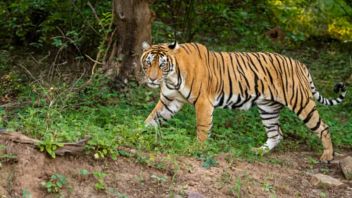 Anak Harimau Terdeteksi di Desa Pelalawan Riau, BBKSDA Giring Masuk Lagi ke Hutan