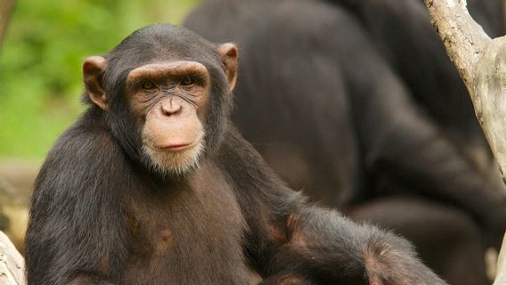 'Cheating' With A Chimpanzee, This Woman Is Banned By The Zoo In Belgium