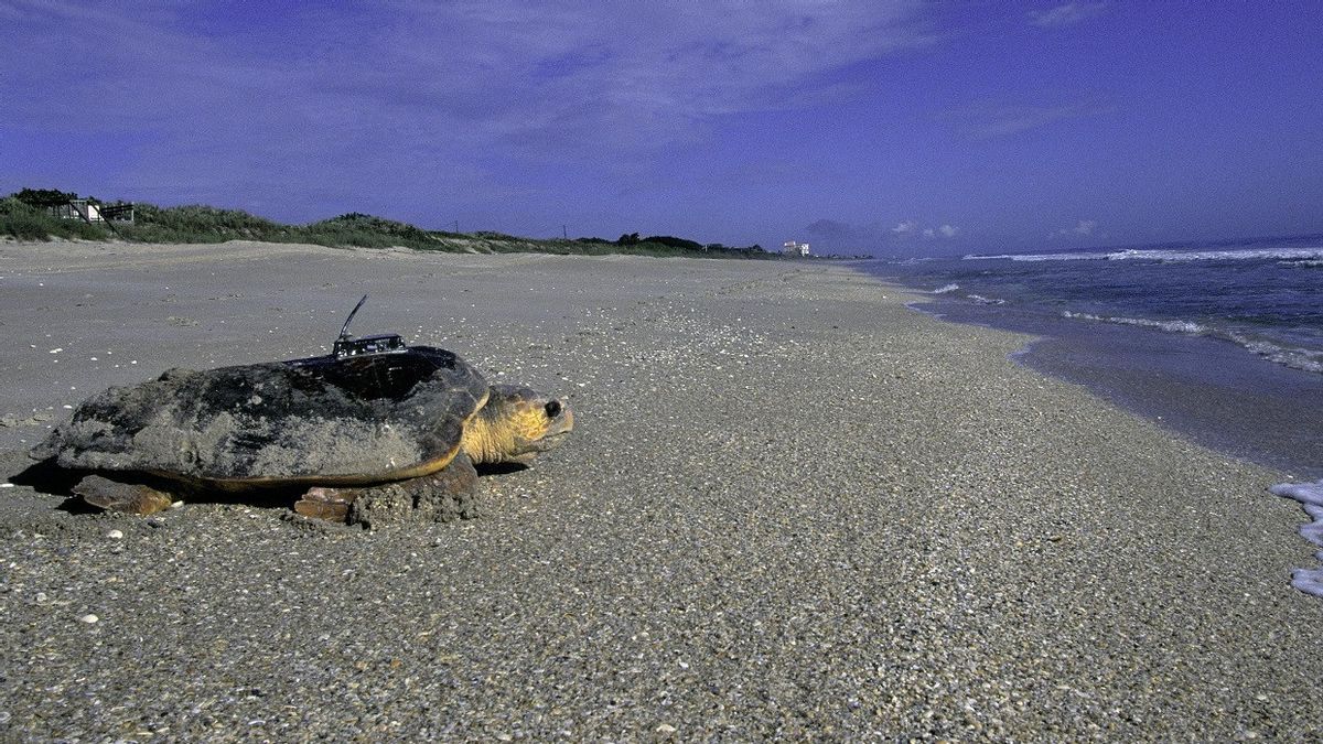 موجة الحر تفاقم تغير المناخ ، وسيزداد عدد السلاحف الإناث في فلوريدا 
