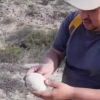 Ilmuwan Temukan Telur Dinosaurus Nyaris Sempurna di Patagonia