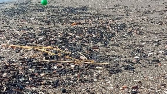 Batu Bara Cemari Pantai Ulee Lheue di Banda Aceh