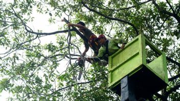Banyak Jatuh Korban Akibat Pohon Tumbang, Pemkot Jaksel Lakukan Pemangkasan