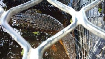 BKSDA将苏拉威西岛东南部的9条河口鳄鱼释放到它们的栖息地