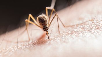 Cases Of Virus Transmission From Mosquitoes Rise In Europe, WHO Calls History Repeated