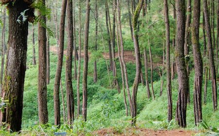 Wamen LHK: Tahun 2023 Penetapan Kawasan Hutan Harus Selesai 100%