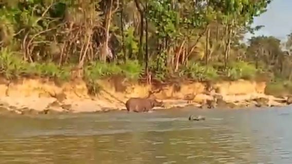 Momen Langka! Badak Jawa Tertangkap Kamera Berendam di Ujung Kulon