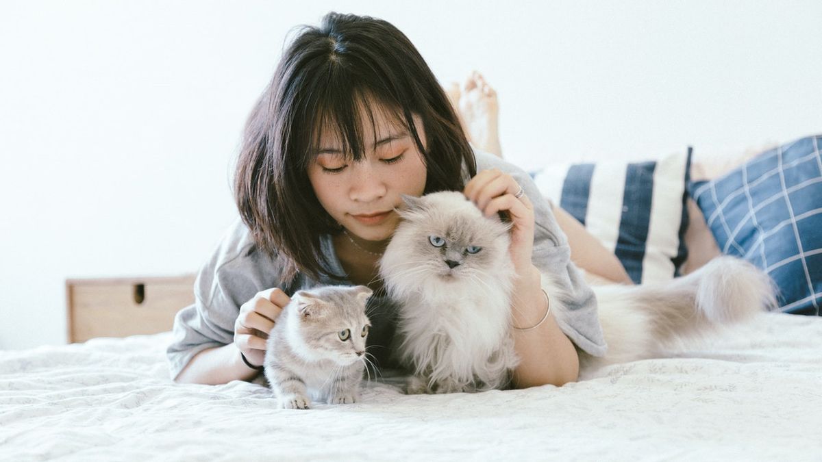 Punya Ikatan Emosional dengan Pemiliknya, Studi: Kucing Rumahan Bisa Merasa Cemburu
