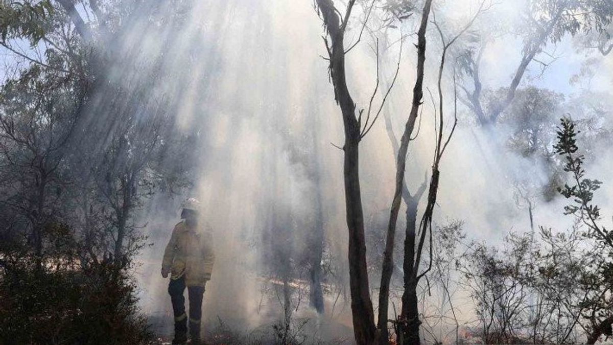 Karhutla di Ibu Kota Negara, BPBD Padamkan Titik Api Pakai Ranting Pohon