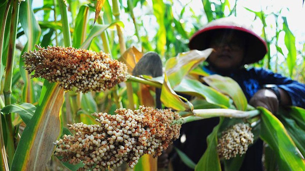 农业部：地方粮食可以解除印尼对进口的依赖