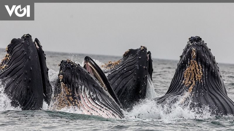 研究 21世紀のクジラの生息地の回復は 過去100年間失われた生態系の機能を回復する可能性がある